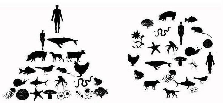 What is Anthropocentrism?