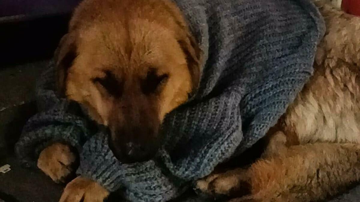 Üşüyen Sokak Köpeğine Mağazadan Aldığı Kazağı Giydirdi