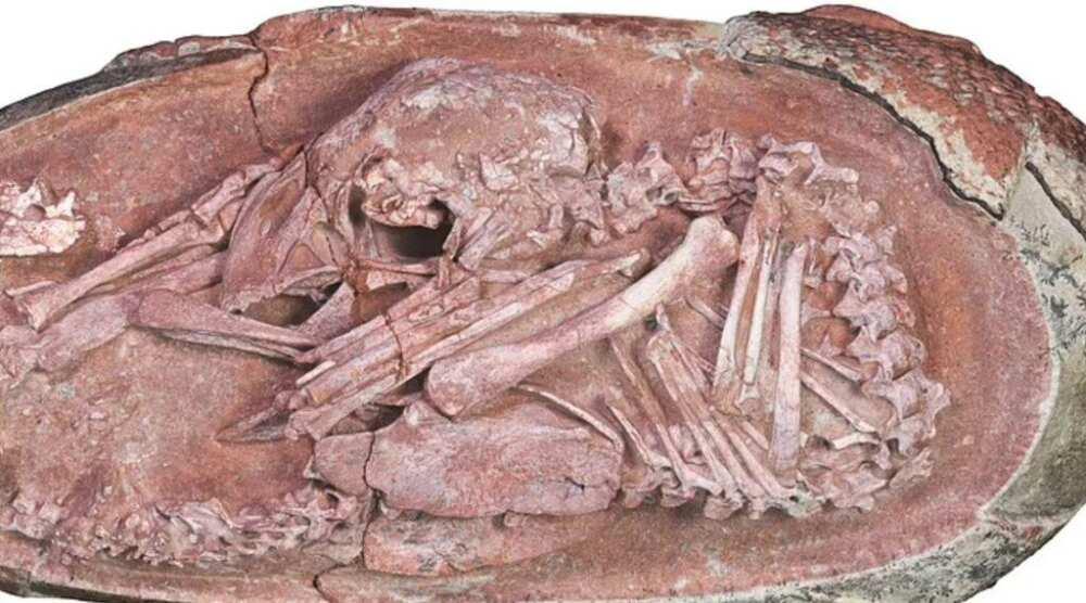 Çin'de Çok İyi Korunmuş Bir Dinazor Yumurtası Embriyosu Bulundu