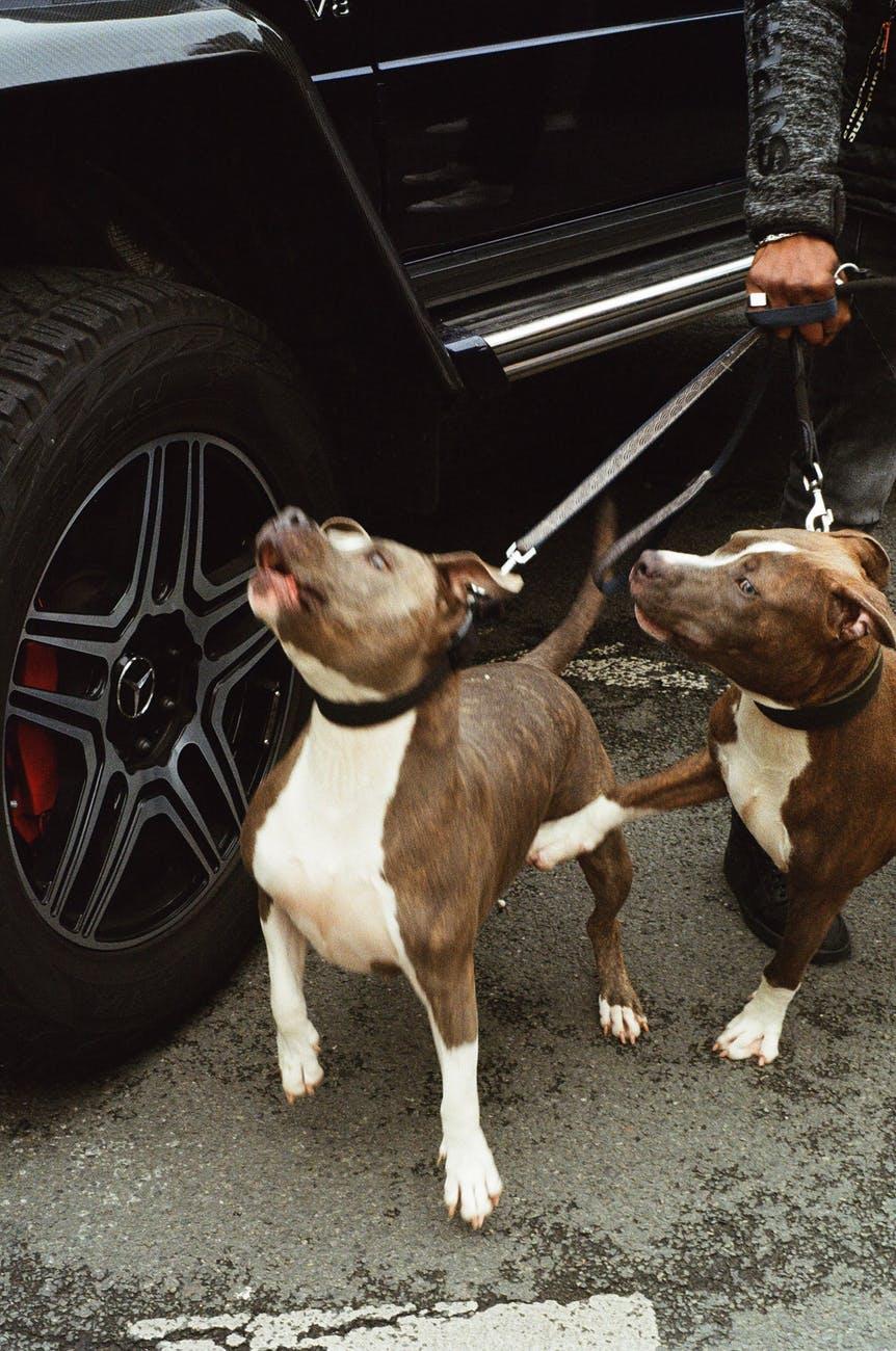 Gaziantep'te Pitbull Dehşeti! 4 Yaşındaki Çocuk Ağır Yaralandı!