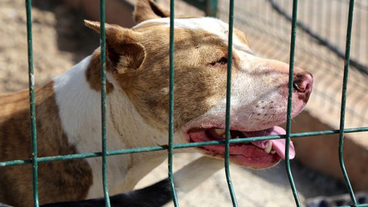 İstanbul'da Pitbull Saldırısı