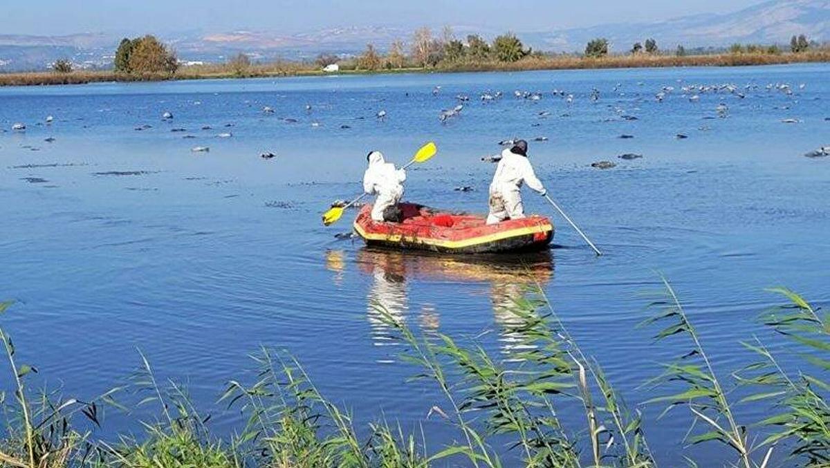 İsrail’de Kuş Gribi Alarmı: En Az 5 Bin Göçmen Turna Öldü