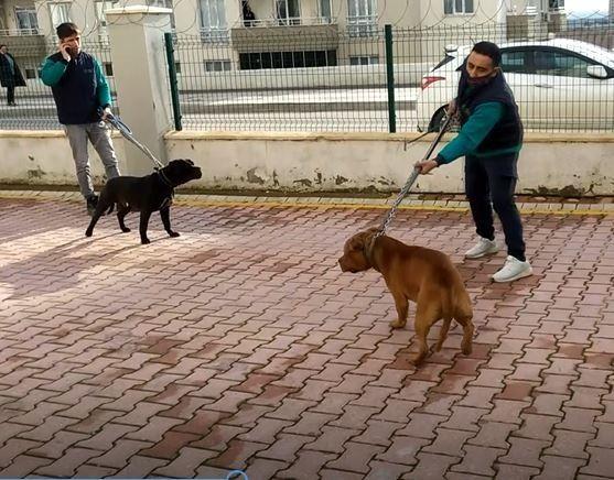 Gaziantep'teki Pitbull Saldırısına İlişkin 2 Kişi Daha Tutuklandı