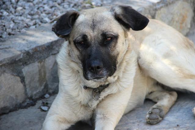 Bodrum'da 7 köpek, Fare Zehiriyle Zehirlenerek Öldürüldü