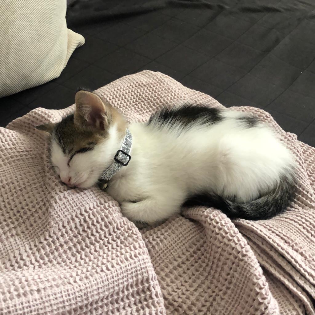 Küçük Dostumuzun Ardından