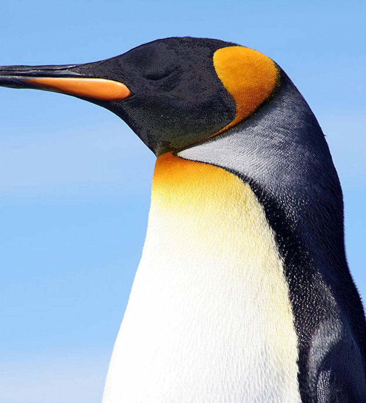 Eşcinsel Penguen Çift Yavru Sahibi Oldu