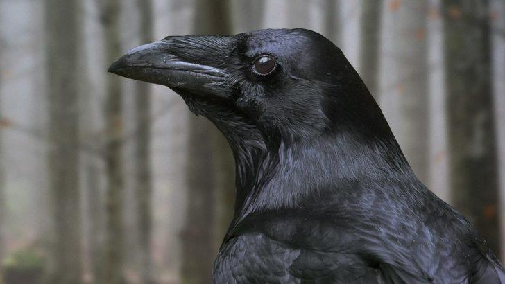 İsveçli Şirket, Sigara İzmaritlerini Toplamak İçin Kargaları Görevlendirdi