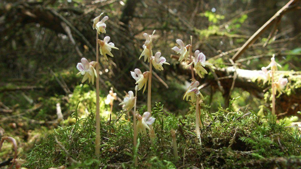 Yeni Bir Araştırmaya Göre İngiltere'de Bitkiler Artık Bir Ay Erken Çiçek Açıyor