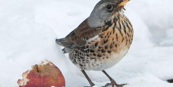 Meksika’da Kuş Sürüsü Yere Çakıldı, Onlarca Kuş Öldü