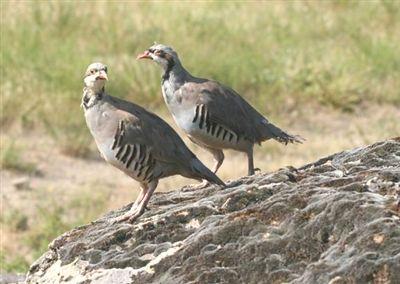 Türkülerin Hikayeleri:"İki Keklik" Bölüm 4