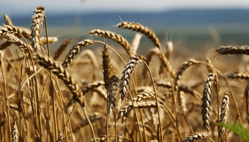Rusya Bazı Gıda Ürünlerinin İhracatını Geçici Olarak Yasakladı