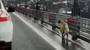 Köprüden Geçen Köpeğe Güvenlik Konvoyu