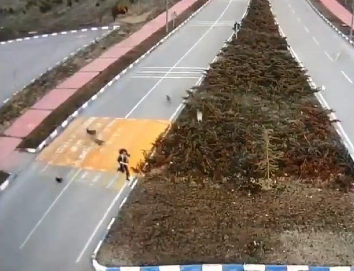 Van'da Bir Üniversite Öğrencisi Başıboş Köpeklerin Saldırısına Uğradı