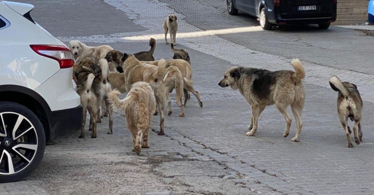 Başıboş 4 Köpek, 9 Yaşındaki Çocuğa Saldırdı