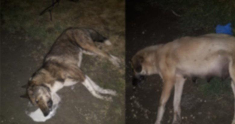 Manisa'da Köpek Zehirleme Vahşeti!