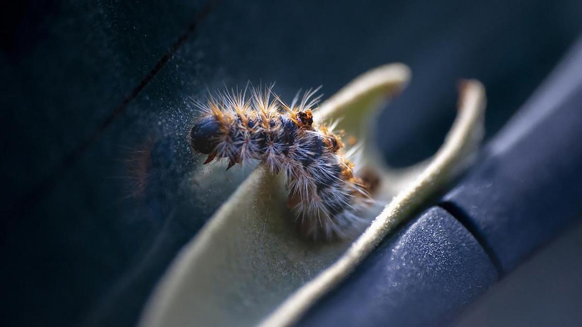 Çam Kese Böceği Tedirgin Etti