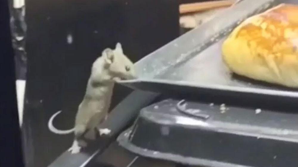 Farenin Poğaçalar Arasında Gezdiği Kafeye İnceleme!