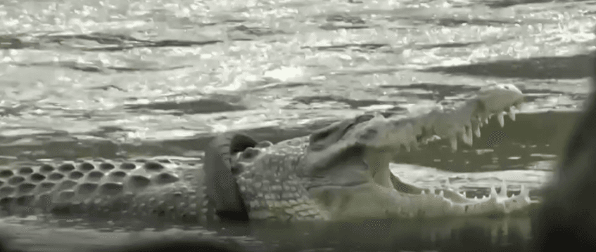 Boynuna Lastik Dolanmış Timsah 6 Senenin Ardından Kurtarıldı