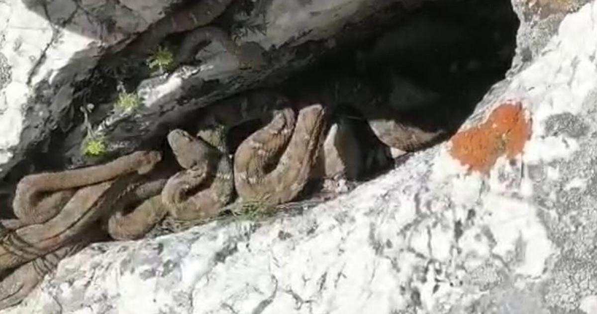 Engerek Yılanı Sürü Halinde Görüntülendi