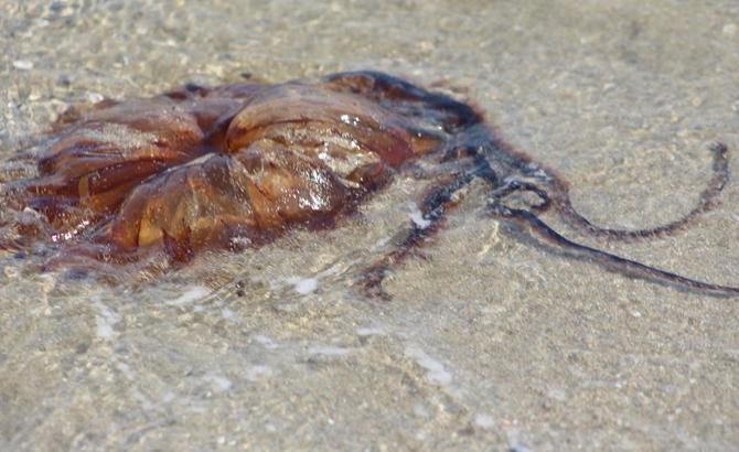 Zehirli Denizanaları Tekirdağ Kıyılarında Görüldü