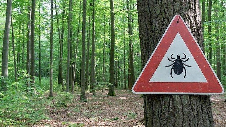 Yaz Geldi, Kâbus Geri Döndü! Ölü Sayısı Artıyor