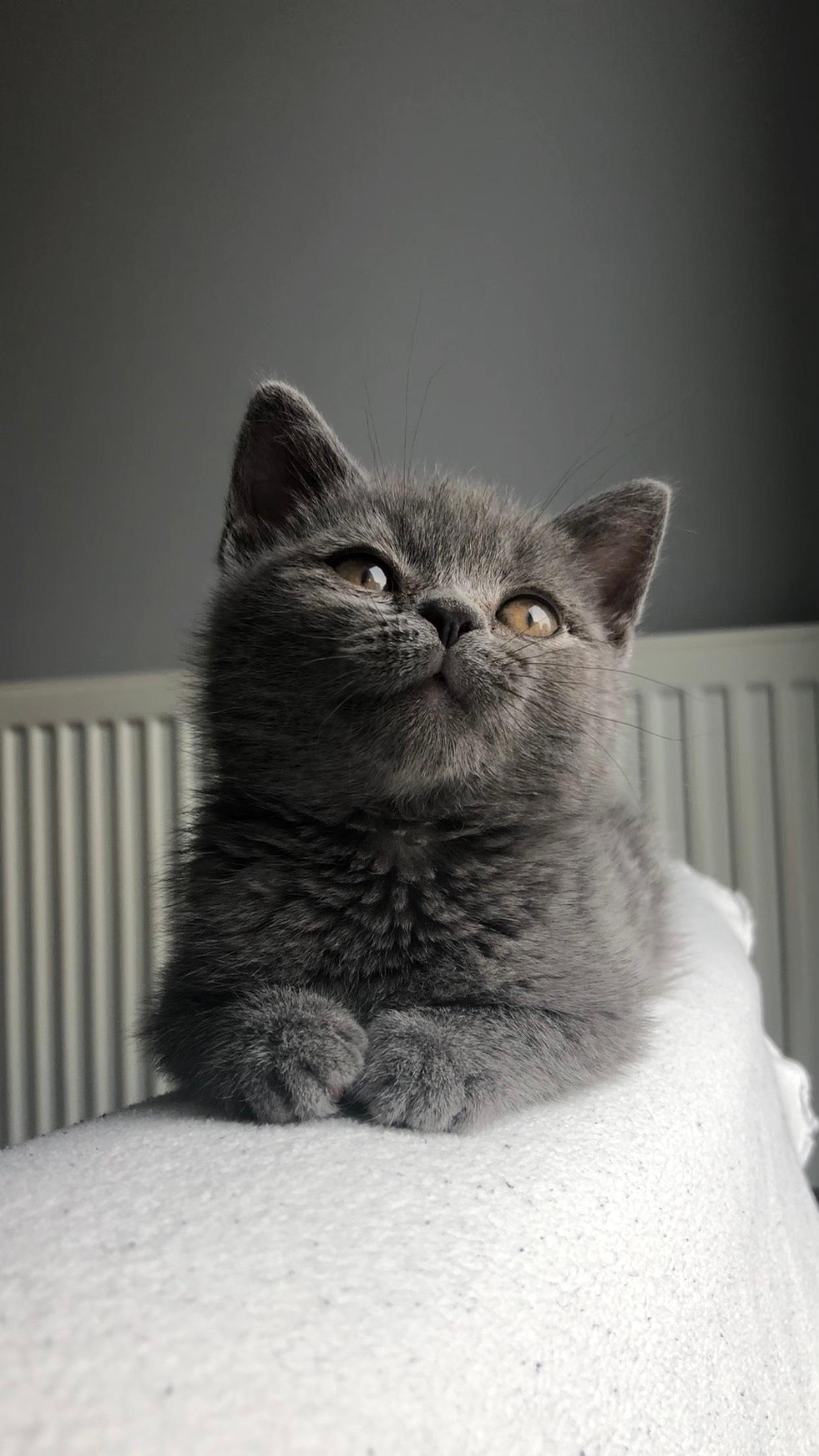 Kedimiz Bizi Seviyor Mu?