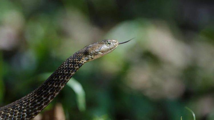 Mardin'de Yılan Isırığı Can Aldı