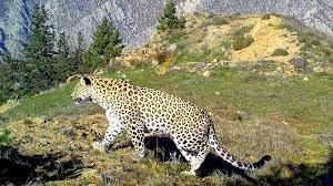 Anadolu Parsı Nasıl Tespit Edildi?