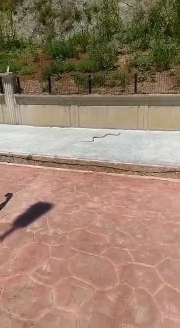 Kaldırımlarda Ortaya Çıkan Yılanlar!