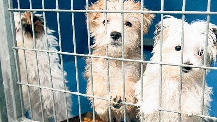 Kedi-Köpek Satışında Son Günler!