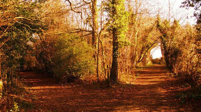 The Road Not Taken Üzerine