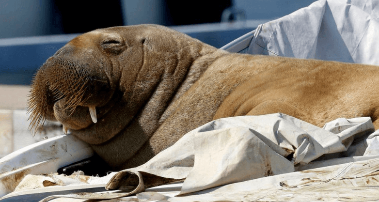 600 Kiloluk Mors Norveç'te Ortalığı Karıştırdı