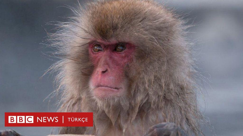 Japonya'da Maymunlar 42 Kişiyi Yaraladı