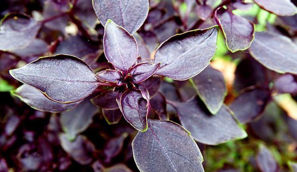 Oldukça Yararlı Bir Fesleğen Çeşidi : Reyhan