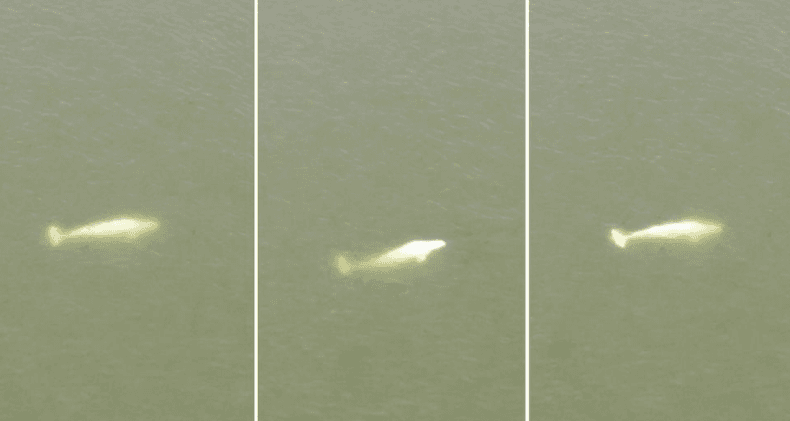 Fransa'da Beyaz Balina Operasyonu