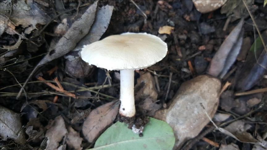 Denizli'de Yeni Bir Mantar Türünün Keşfi