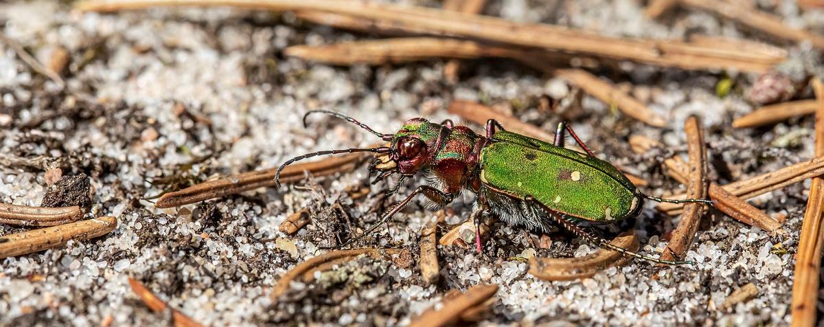 Dünyanın En Hızlı Böceği: Kaplan Böceği