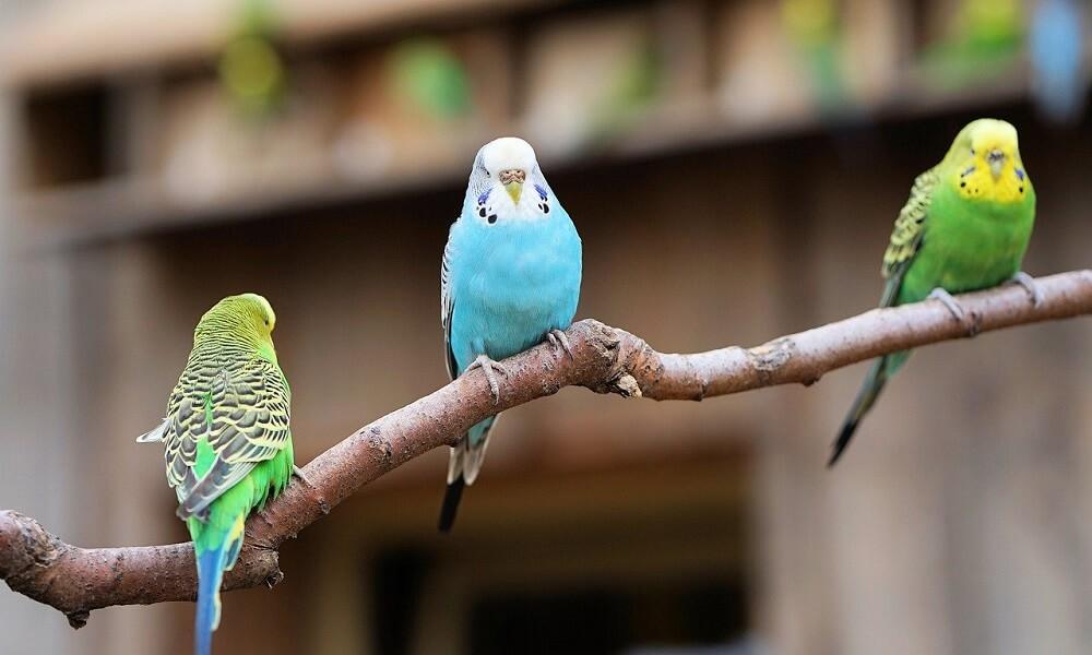 Muhabbet Kuşlarının Tüketmemesi Gereken Besinler Ve Besin Grupları