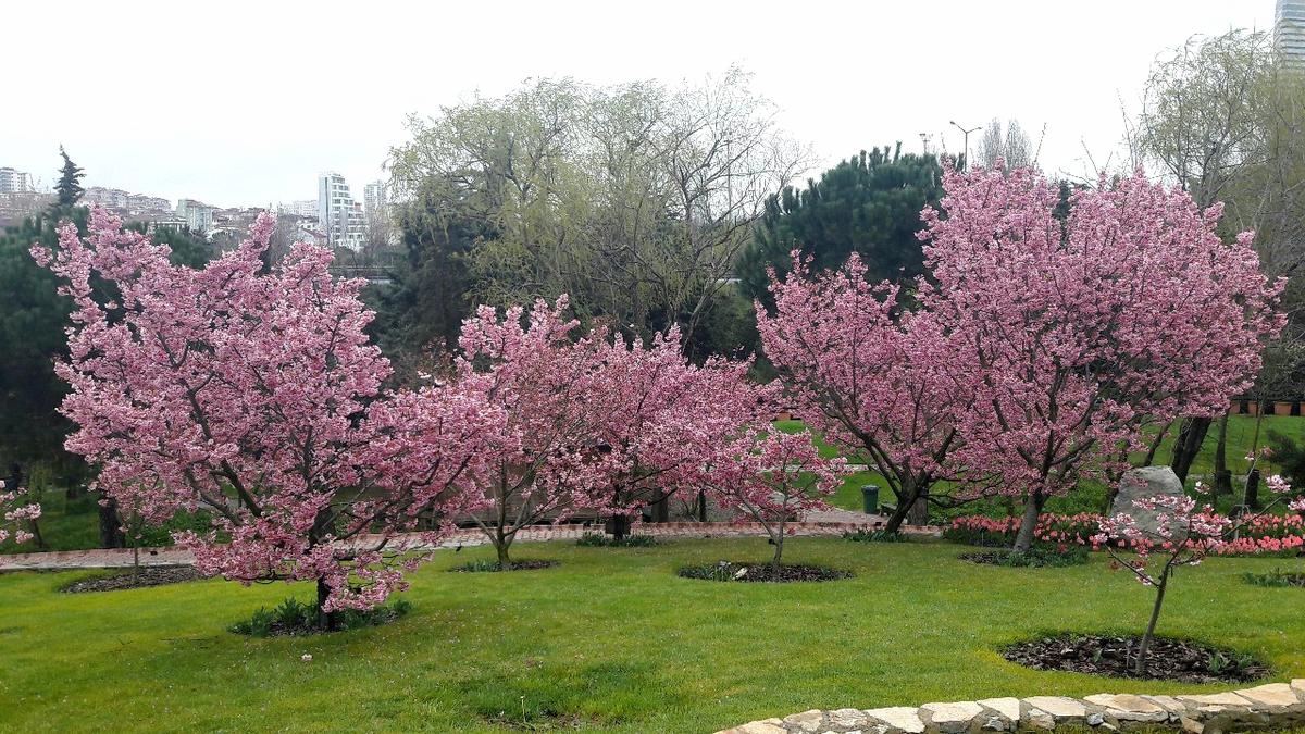 Japonya'da Bahar Mucizesi: Kiraz Çiçekleri