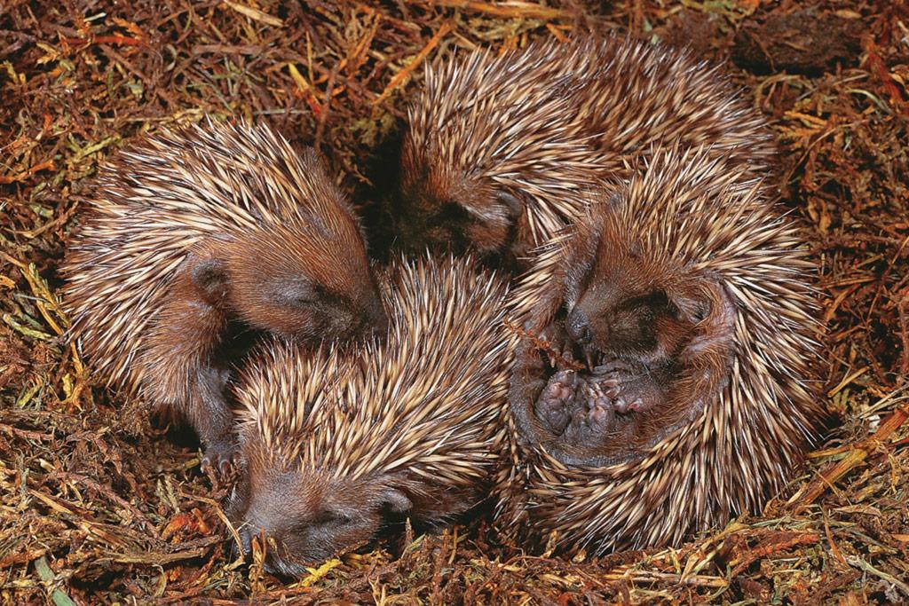 Schopenhaur'un Önemli Metaforlarından Kirpi İkilemi Nedir?
