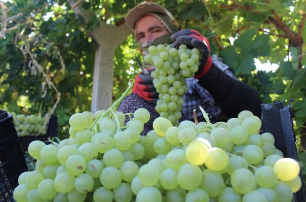 Dünyada Üzüm Piyasaları