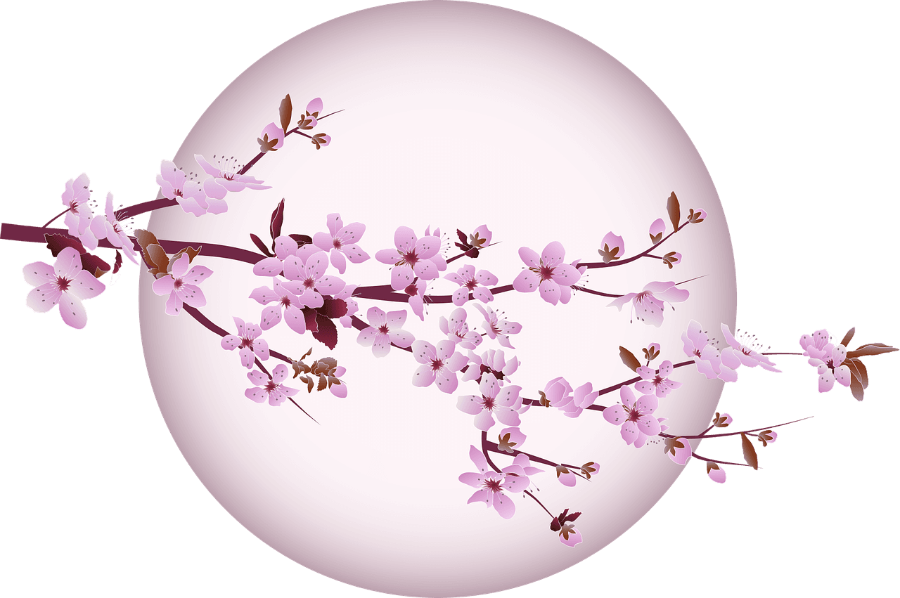 Yeniden Doğuş: Kiraz Çiçeği Sakura