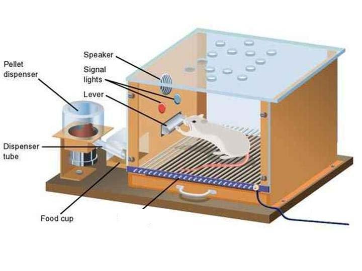 Skinner's Operant Conditioning