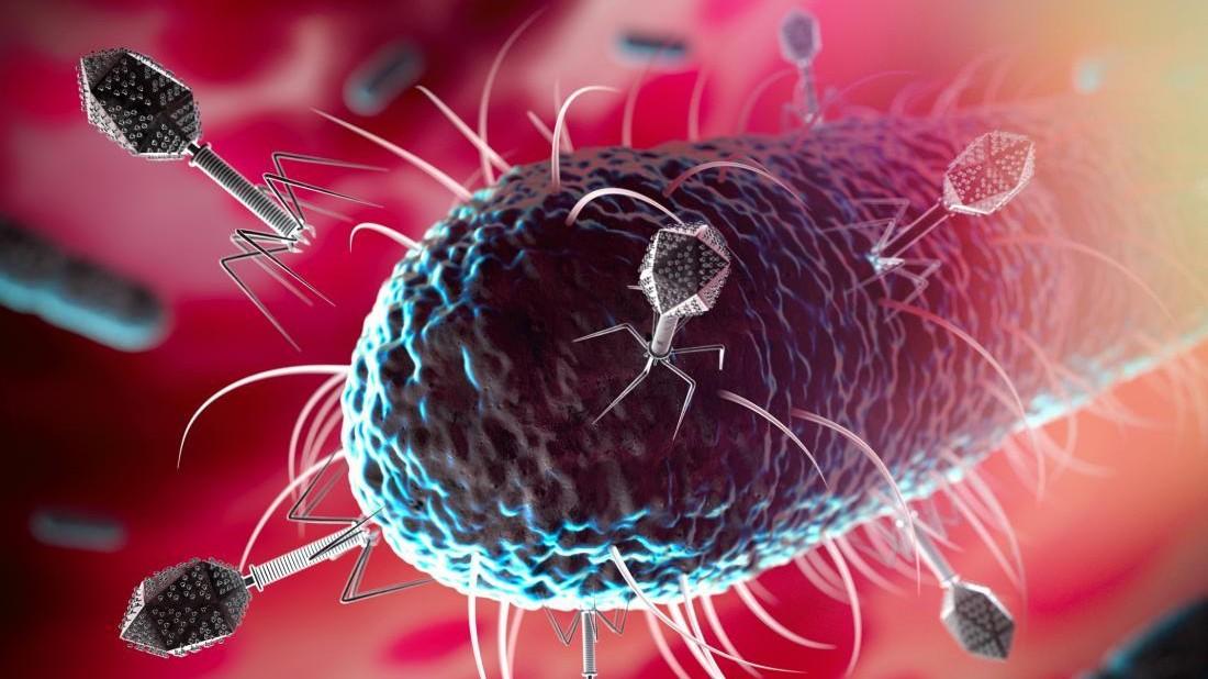 Bakteri Öldüren Virüsleri Yiyerek Hücrelerimiz Sağlıklarını Nasıl Artırabilir?