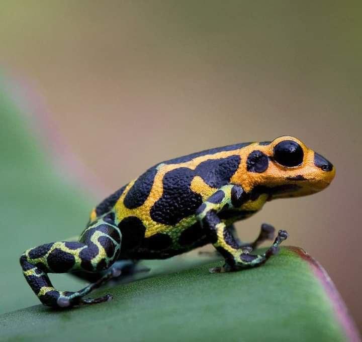 Ölümcül Güzellik: Ok Kurbağasının Zehrinden Bir Bakış