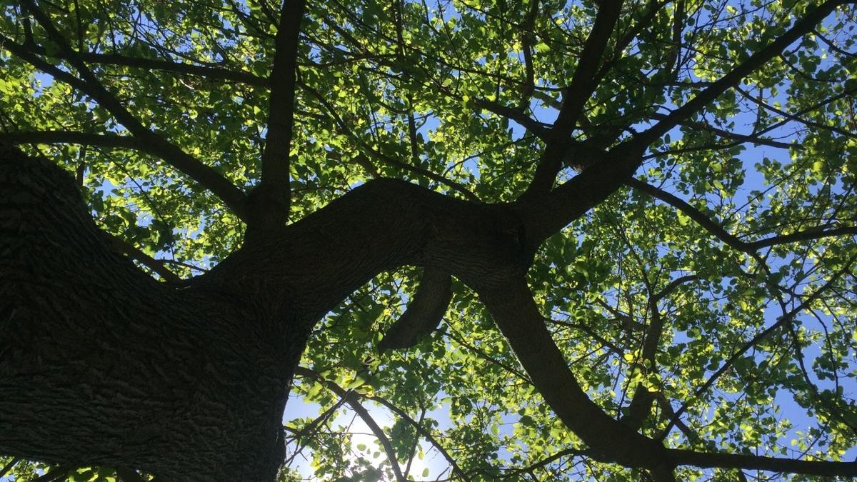 Yaşamak İçin İnat