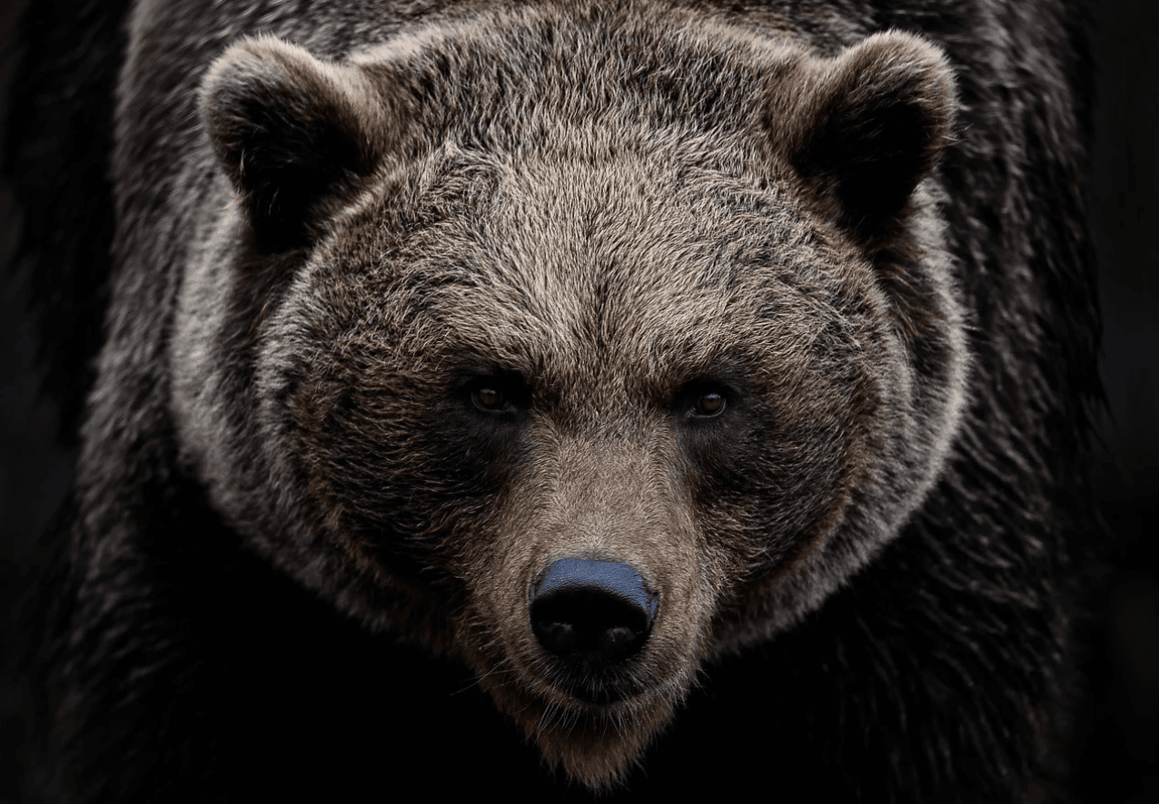 Ormanda bir ayıyla mı yoksa bir adamla mı yalnız kalmak isterdiniz ?