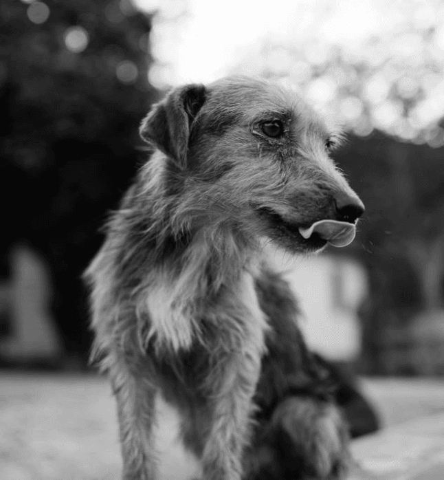 Sokak Köpekleri Yasası