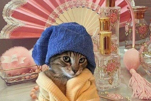 Kedilerin Psikolojideki Etkileri Ve Cezaevi Örneği