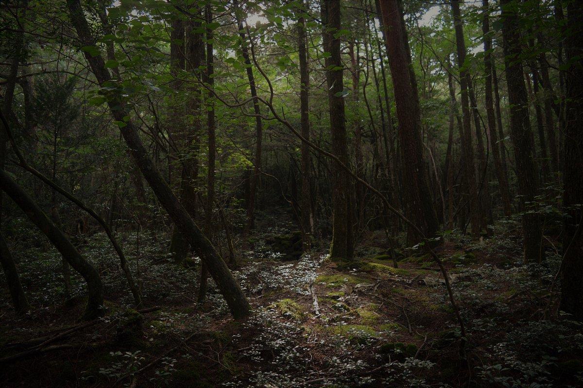 Aokigahara Ormanı: Japonya'nın Esrarengiz ve Ürkütücü İntihar Ormanı
